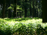 Geologische Wanderung 2007