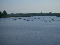 Zwillbrucker Venn 2007