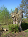 Vogelexkursion 2011